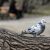 Тюменцы накормят голубей в поддержку митингов в Хабаровске