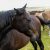 В Курганской области резко выросли кражи лошадей