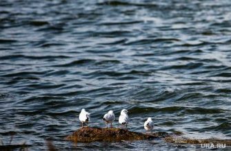 В реках камчатки нашли огромное количество загрязняющих веществ