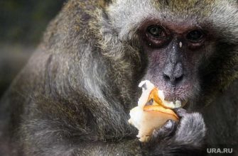 Илон Маск новая разработка вживили в мозг обезьяны чип играет в видеоигры приматы