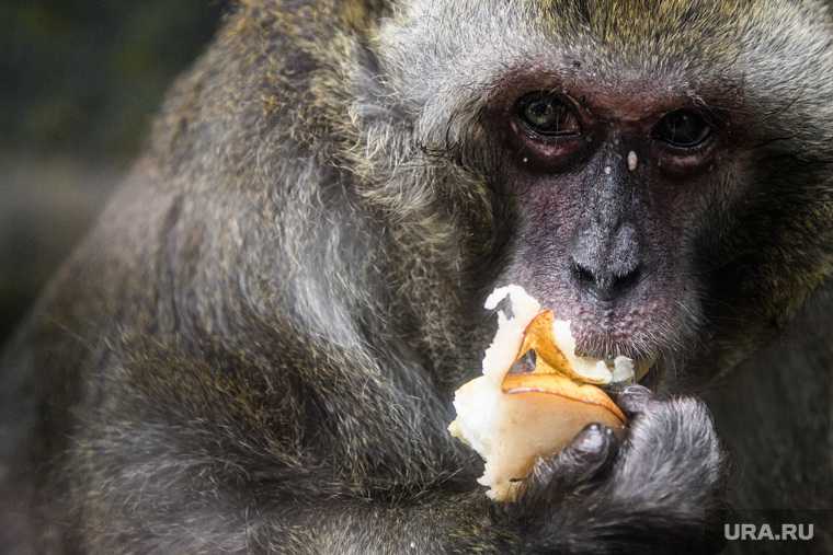 Илон Маск новая разработка вживили в мозг обезьяны чип играет в видеоигры приматы