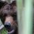 Медведя из Нижневартовска застрелят, если не найдут ему новый дом