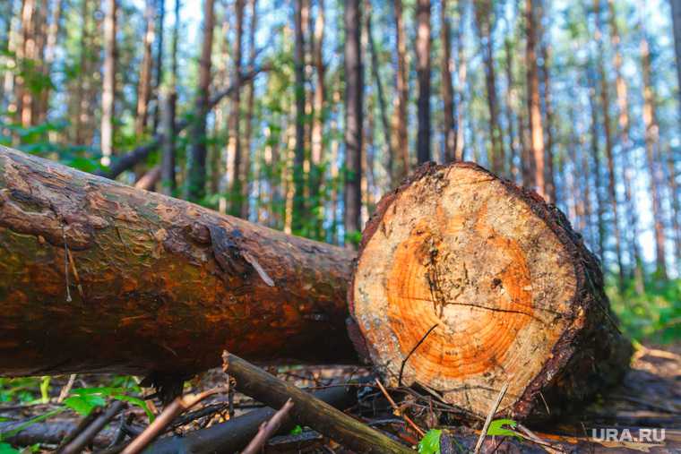 нелегальный вывоз леса из УрФО