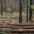 На Уральской Рублевке массово вырубают деревья. Жители написали жалобу в прокуратуру